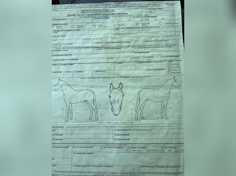 Otras razas Caballo castrado 8 años Tobiano-todas las-capas in Princeville