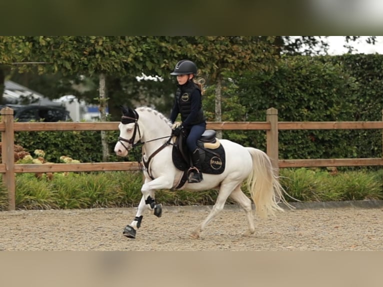 Otras razas Caballo castrado 9 años 122 cm  in Oost West en Middelbeers