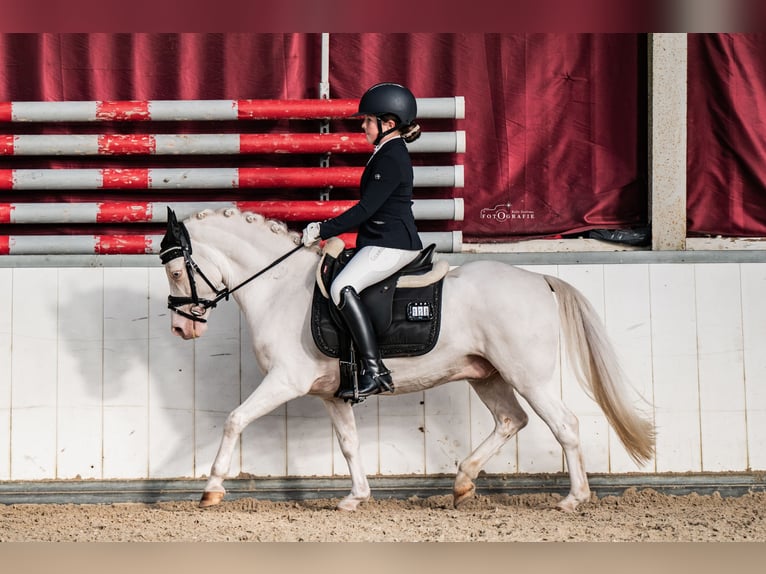 Otras razas Caballo castrado 9 años 122 cm  in Oost West en Middelbeers