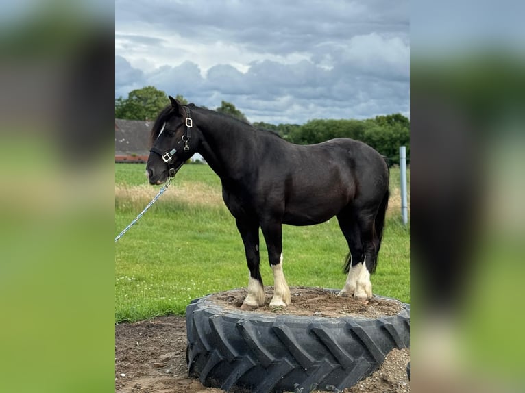 Otras razas Mestizo Caballo castrado 9 años 130 cm Negro in Melle