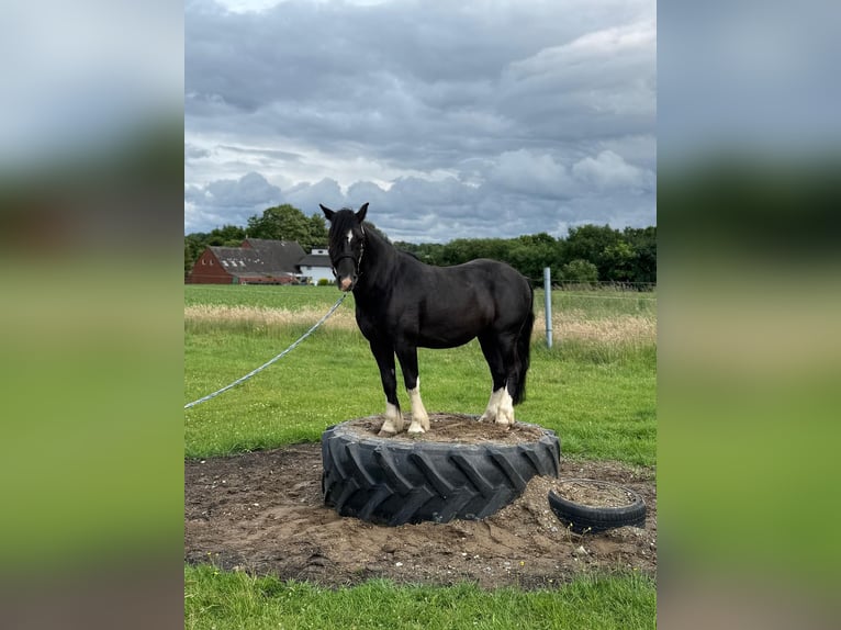 Otras razas Mestizo Caballo castrado 9 años 130 cm Negro in Melle