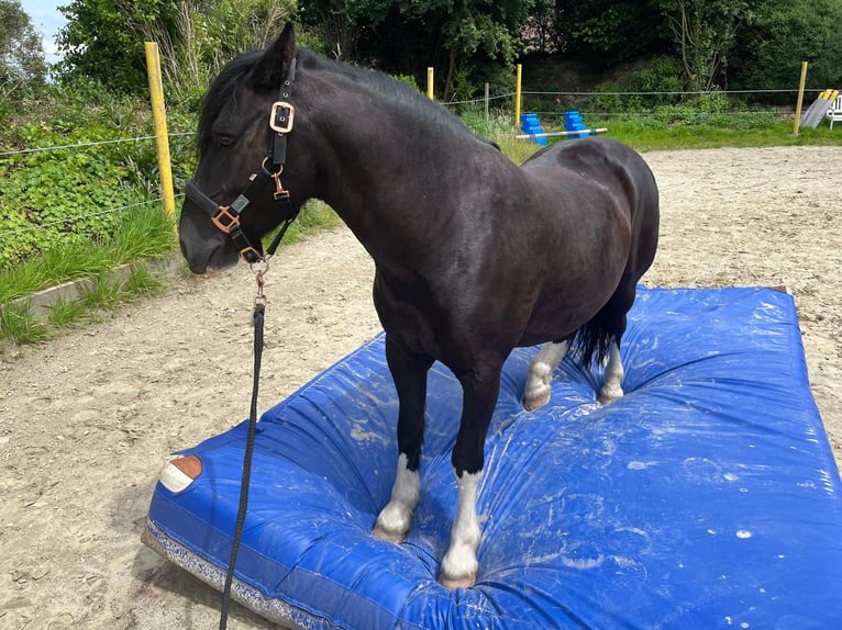 Otras razas Mestizo Caballo castrado 9 años 130 cm Negro in Melle