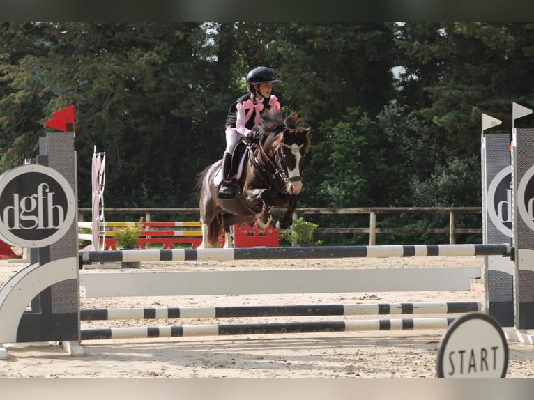 Otras razas Caballo castrado 9 años 130 cm Negro in Grote-Brogel