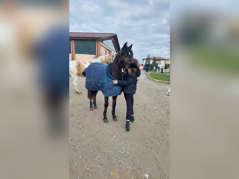 Otras razas Mestizo Caballo castrado 9 años 136 cm Castaño oscuro in Milano- Brianza