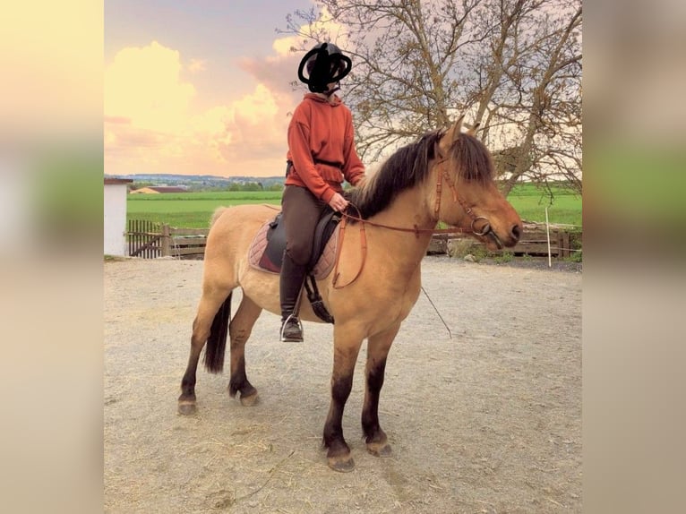 Otras razas Caballo castrado 9 años 138 cm Bayo in Rehau