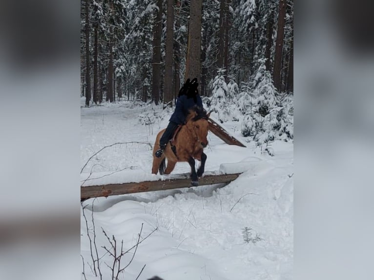 Otras razas Caballo castrado 9 años 138 cm Bayo in Rehau