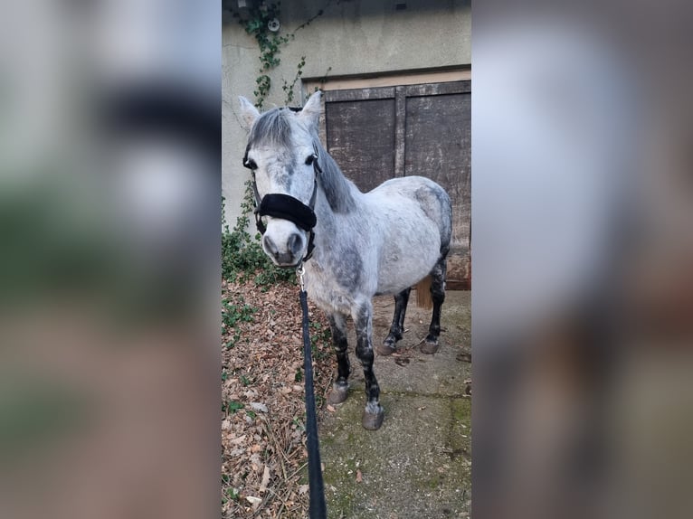 Otras razas Caballo castrado 9 años 142 cm Tordo rodado in Alt Ruppin