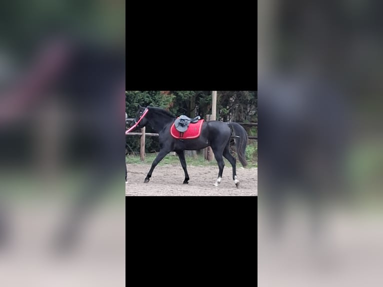 Otras razas Mestizo Caballo castrado 9 años 143 cm Tordillo negro in Genk