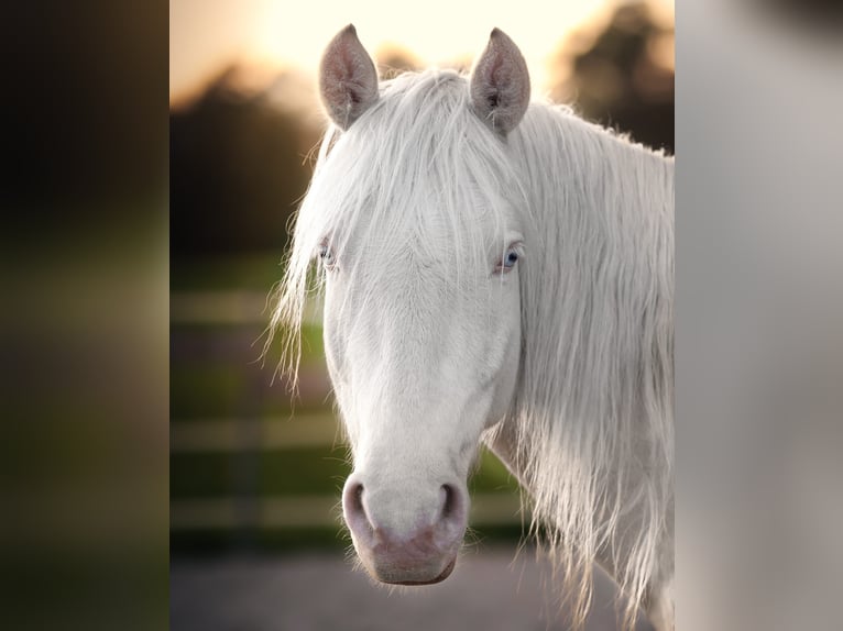 Otras razas Mestizo Caballo castrado 9 años 144 cm Cremello in Langenzenn