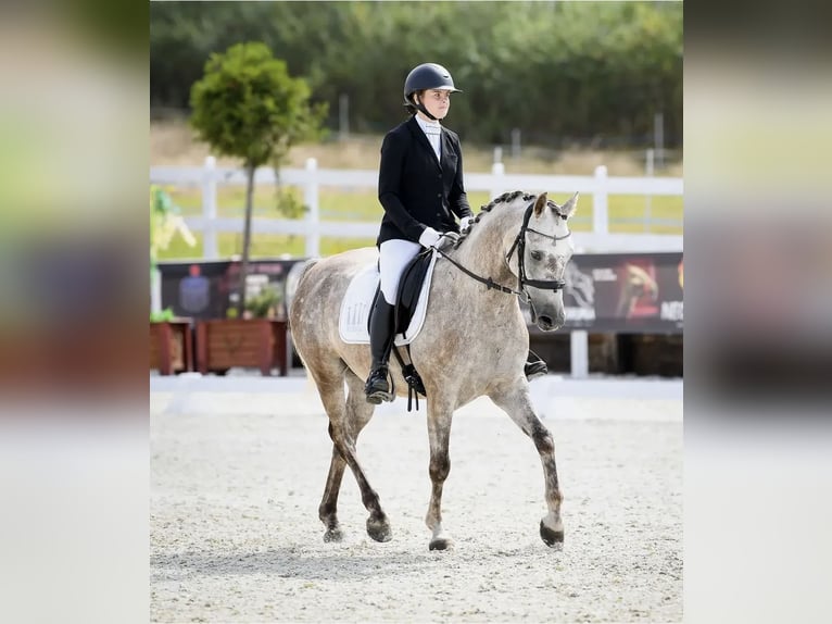 Otras razas Caballo castrado 9 años 146 cm Tordo in Jelenia Góra