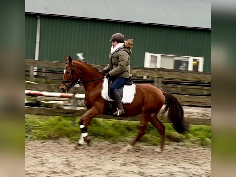 Otras razas Caballo castrado 9 años 147 cm Alazán in Barneveld