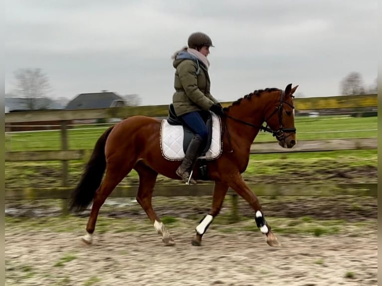 Otras razas Caballo castrado 9 años 147 cm Alazán in Barneveld