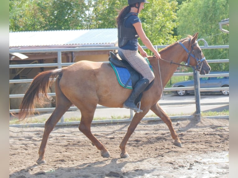 Otras razas Caballo castrado 9 años 150 cm Alazán-tostado in Buttstädt