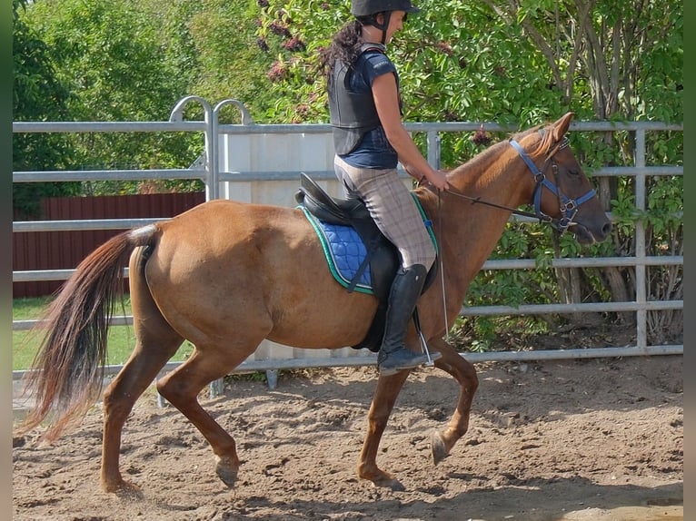 Otras razas Caballo castrado 9 años 150 cm Alazán-tostado in Buttstädt