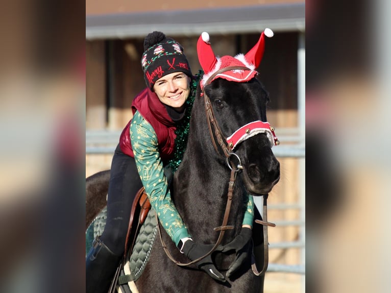 Otras razas Mestizo Caballo castrado 9 años 150 cm Negro in Pér