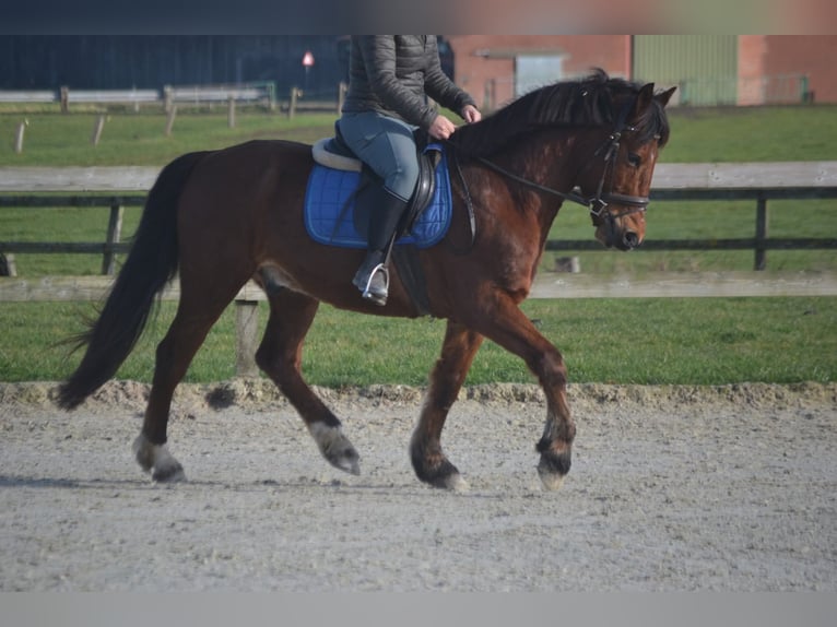 Otras razas Caballo castrado 9 años 151 cm Castaño in Breda