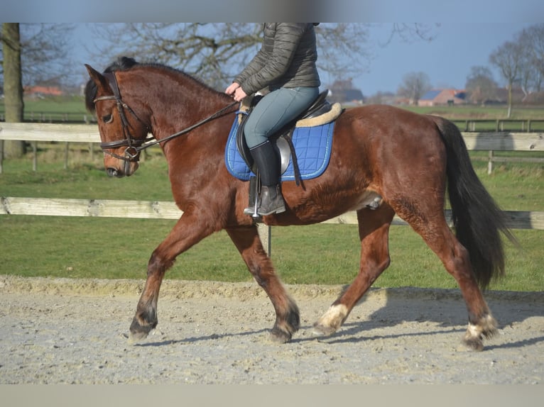 Otras razas Caballo castrado 9 años 151 cm Castaño in Breda