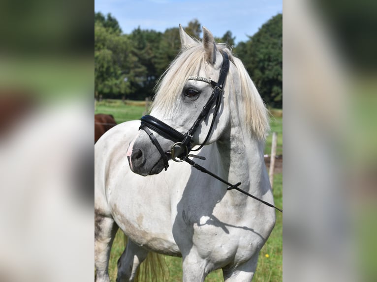 Otras razas Caballo castrado 9 años 151 cm Tordo in Achtmaal