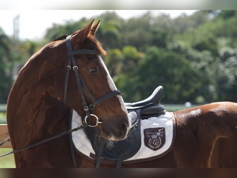 Otras razas Mestizo Caballo castrado 9 años 152 cm Alazán rojizo in Fort Lauderdale