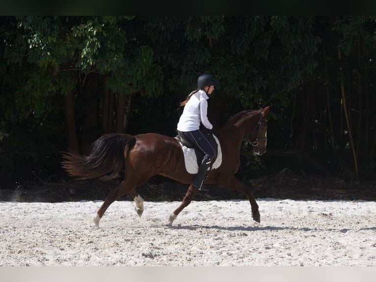 Otras razas Mestizo Caballo castrado 9 años 152 cm Alazán rojizo in Fort Lauderdale