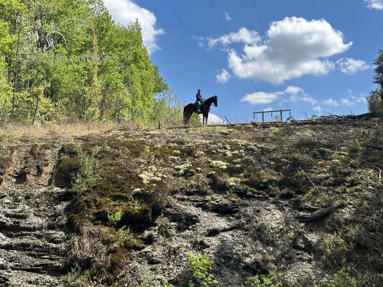 Otras razas Caballo castrado 9 años 152 cm Castaño rojizo in Lancaster, KY