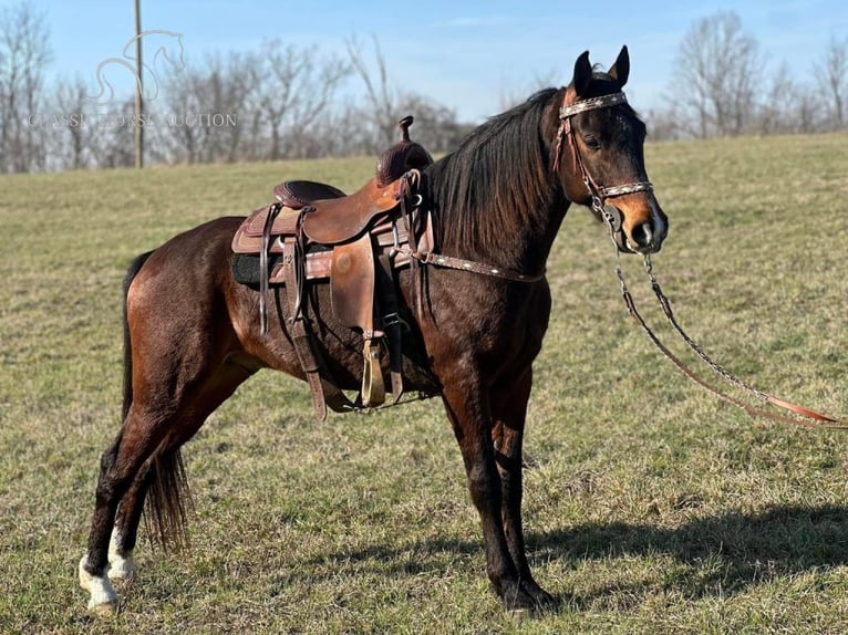 Otras razas Caballo castrado 9 años 152 cm Castaño rojizo in Lancaster, KY