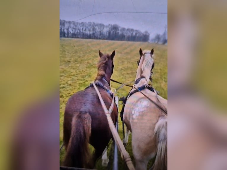 Otras razas Caballo castrado 9 años 152 cm Pío in Breda