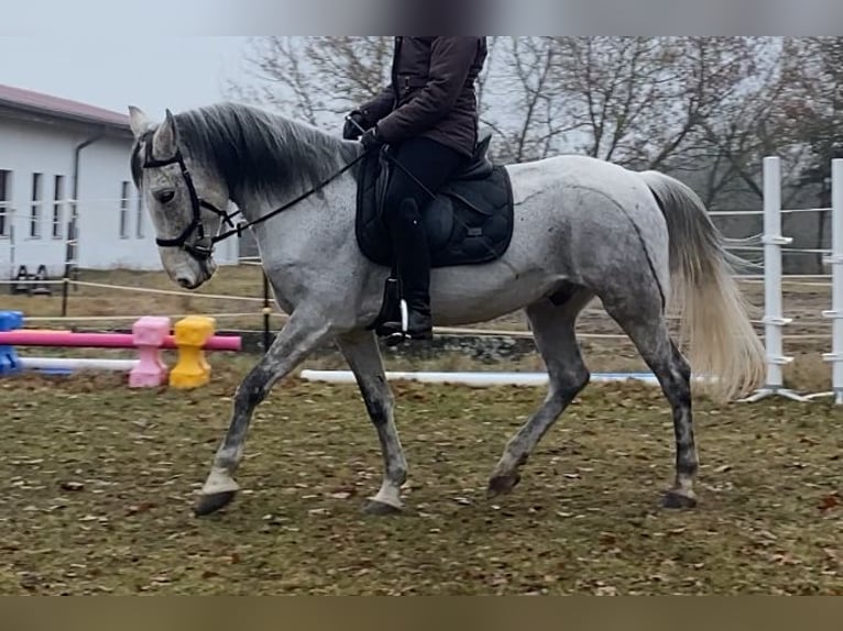 Otras razas Caballo castrado 9 años 152 cm Tordo picazo in Neuferchau