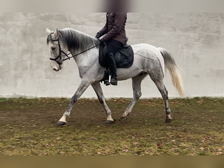 Otras razas Caballo castrado 9 años 152 cm Tordo picazo in Neuferchau