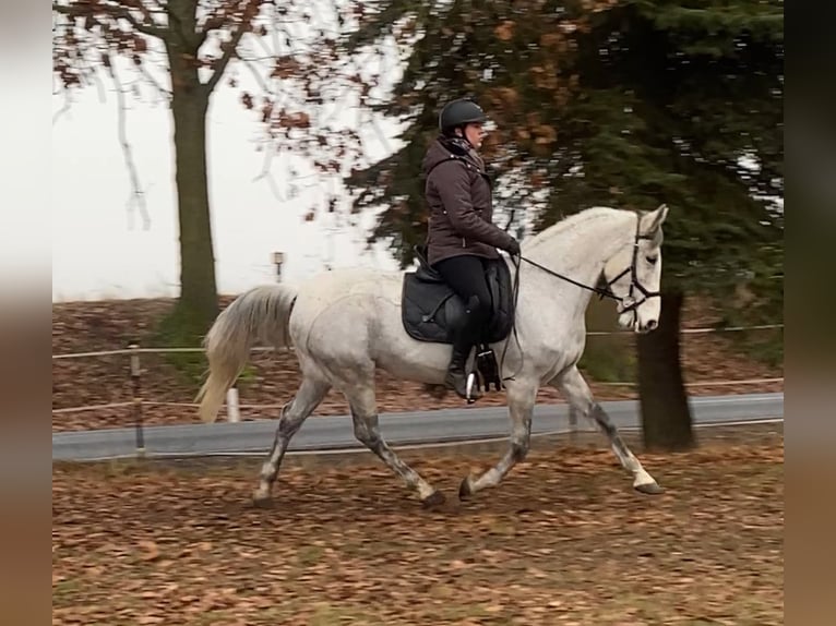 Otras razas Caballo castrado 9 años 152 cm Tordo picazo in Neuferchau