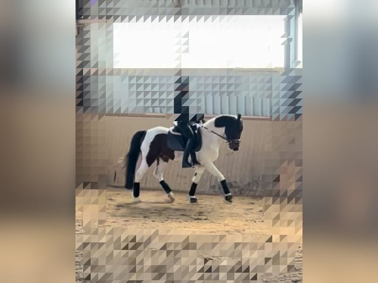 Otras razas Mestizo Caballo castrado 9 años 154 cm Pío in Neustadt an der Donau