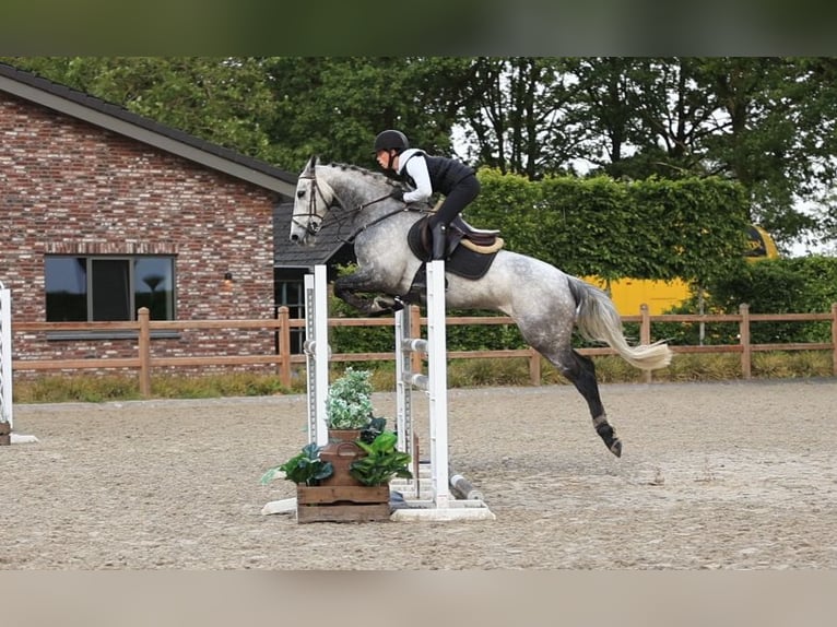 Otras razas Caballo castrado 9 años 154 cm Tordo in Oost West en Middelbeers