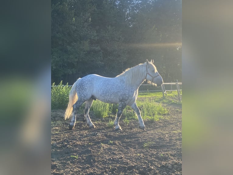 Otras razas Caballo castrado 9 años 155 cm Tordo rodado in Stypułów