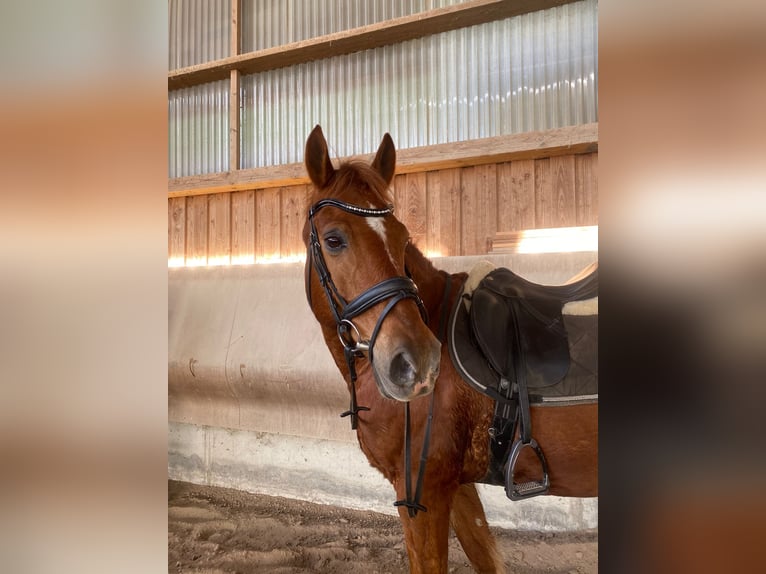 Otras razas Caballo castrado 9 años 158 cm Alazán in Dörzbach