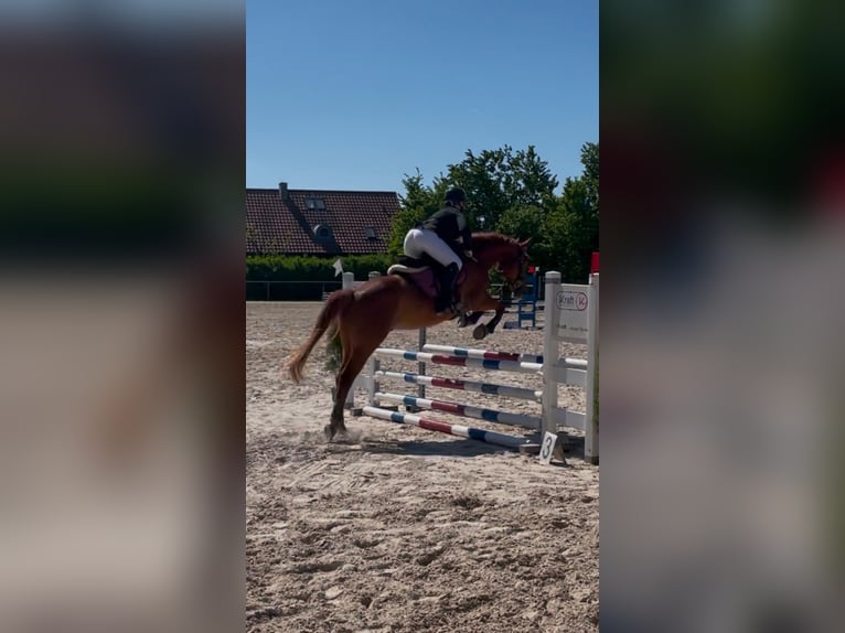 Otras razas Caballo castrado 9 años 158 cm Alazán in Dörzbach