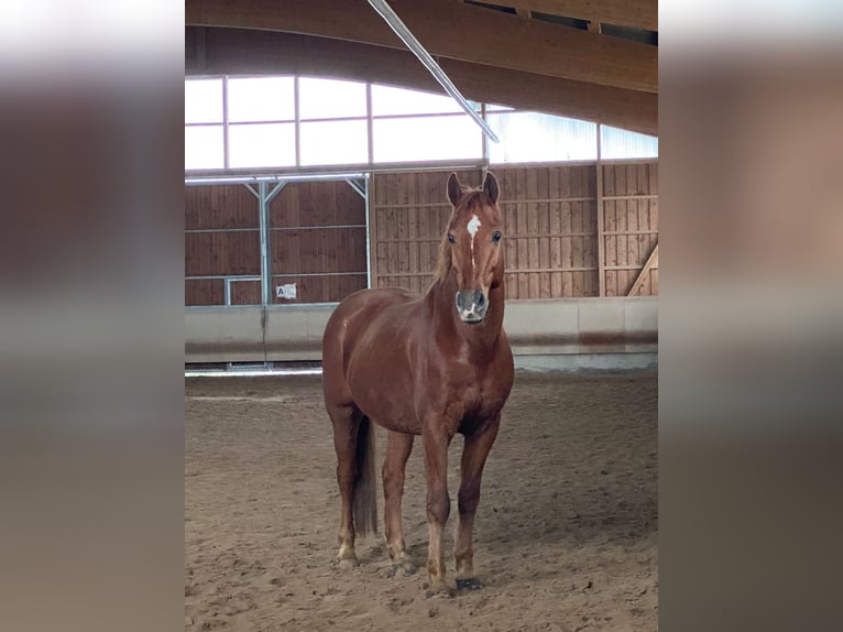 Otras razas Caballo castrado 9 años 158 cm Alazán in Dörzbach