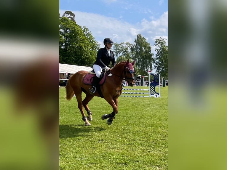 Otras razas Caballo castrado 9 años 158 cm Alazán in Dörzbach