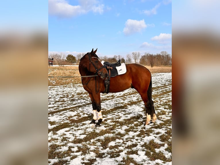 Otras razas Mestizo Caballo castrado 9 años 163 cm Castaño in Leipzig