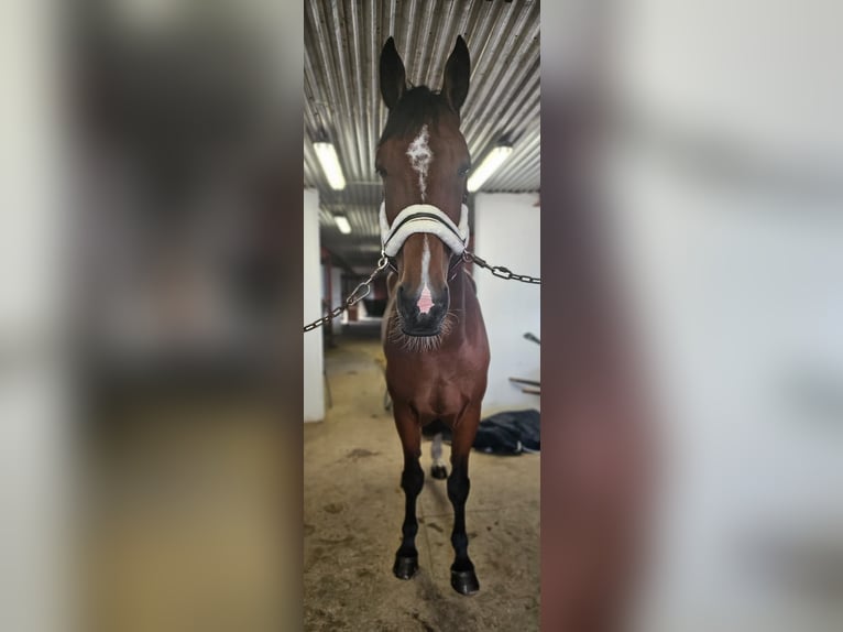 Otras razas Mestizo Caballo castrado 9 años 163 cm Castaño in Leipzig