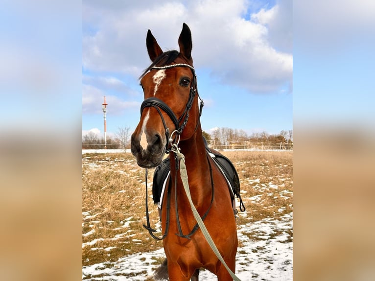 Otras razas Mestizo Caballo castrado 9 años 163 cm Castaño in Leipzig