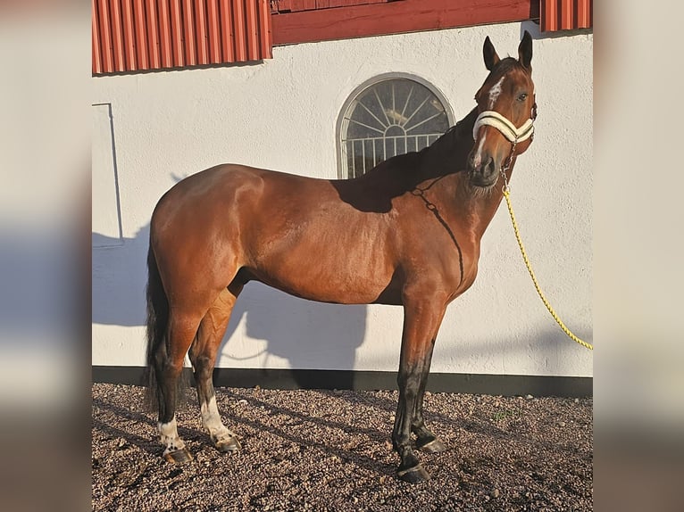 Otras razas Mestizo Caballo castrado 9 años 163 cm Castaño in Leipzig