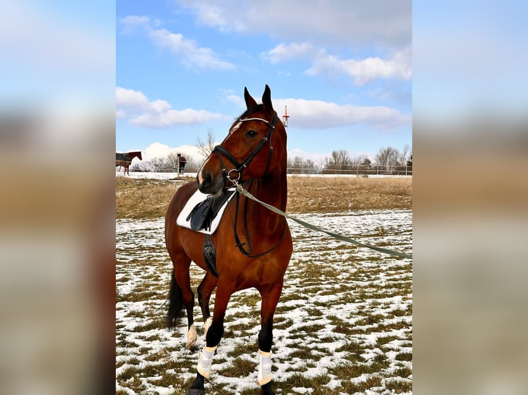 Otras razas Mestizo Caballo castrado 9 años 163 cm Castaño in Leipzig