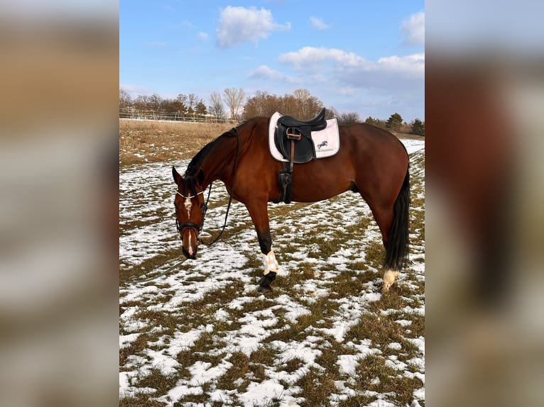 Otras razas Mestizo Caballo castrado 9 años 163 cm Castaño in Leipzig