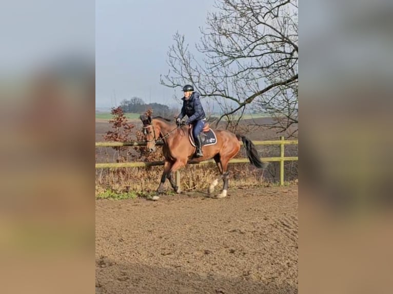 Otras razas Mestizo Caballo castrado 9 años 163 cm Castaño in Leipzig