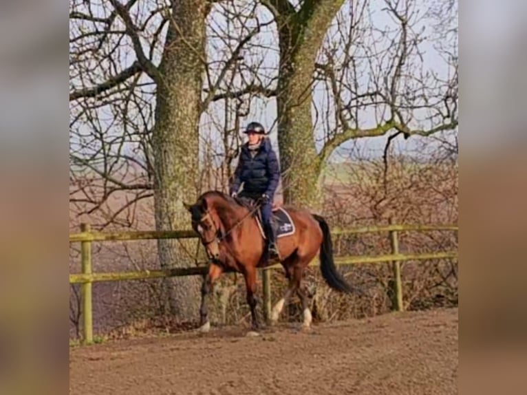 Otras razas Mestizo Caballo castrado 9 años 163 cm Castaño in Leipzig