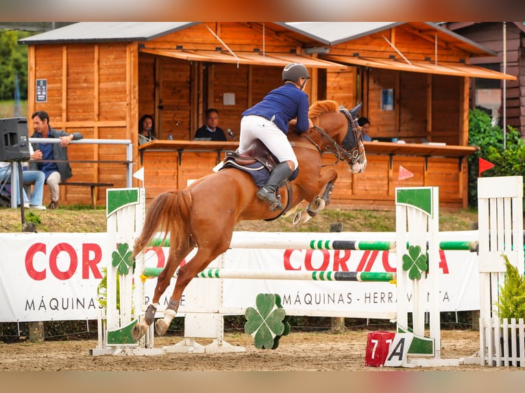 Otras razas Caballo castrado 9 años 165 cm Alazán in Poligono Industrial Ordes