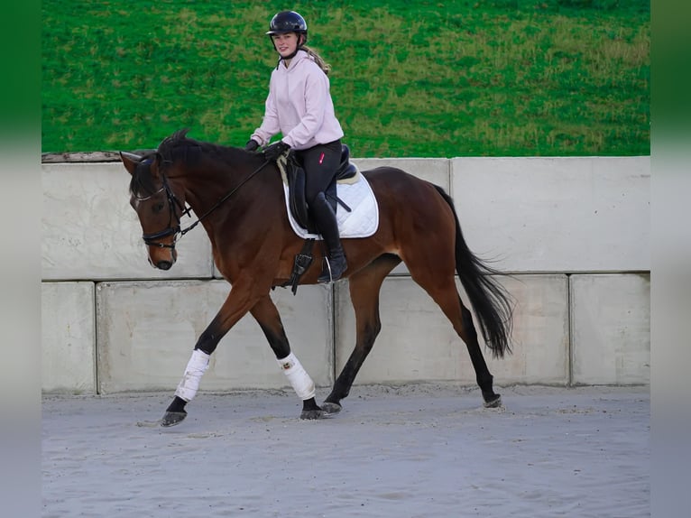 Otras razas Caballo castrado 9 años 167 cm Castaño in Nettersheim