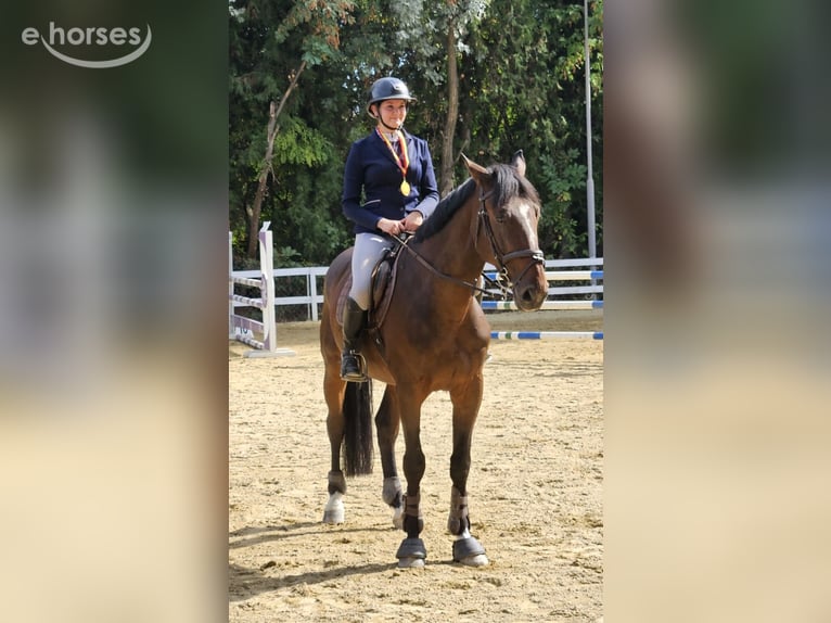 Otras razas Caballo castrado 9 años 168 cm Castaño rojizo in Skopje