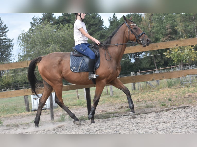 Otras razas Caballo castrado 9 años 173 cm Castaño in Achtmaal