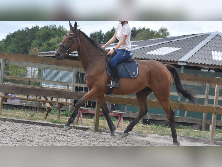 Otras razas Caballo castrado 9 años 173 cm Castaño in Achtmaal